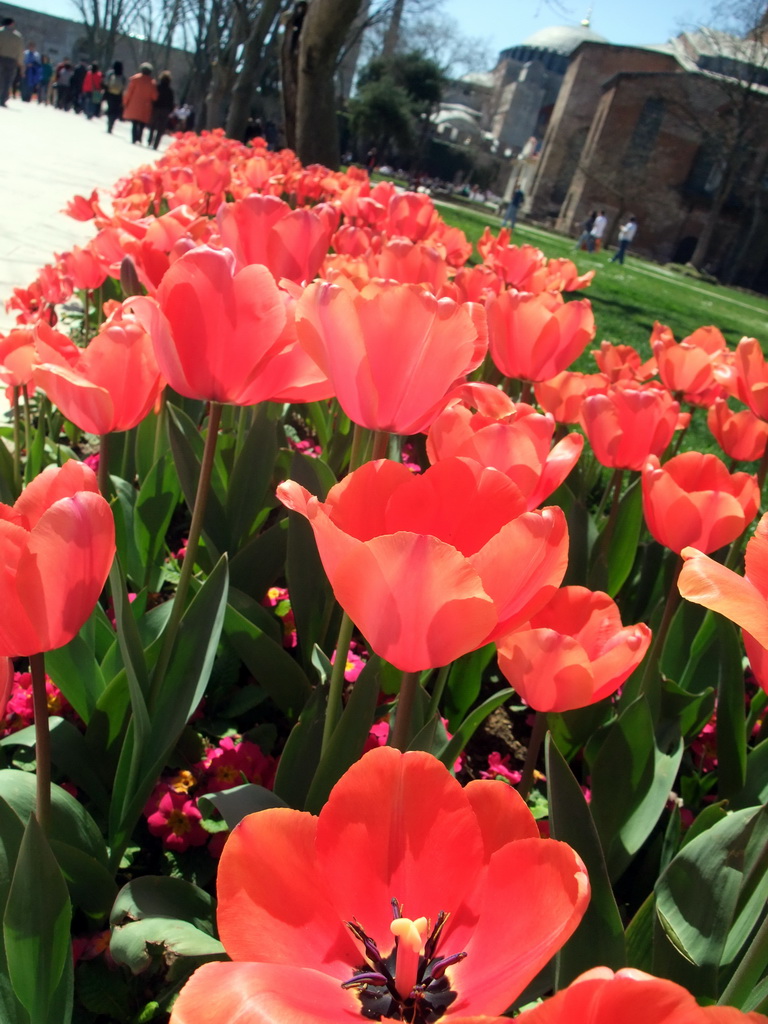 Tulips and the Church of Hagia Eirene in the First Courtyard of Topkapi Palace