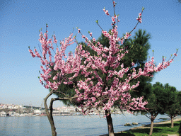Tree with flowers at Ayvansaray Caddesi street, at the Golden Horn bay