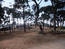 Horses at Heybeliada island