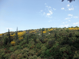 Plants at Heybeliada island