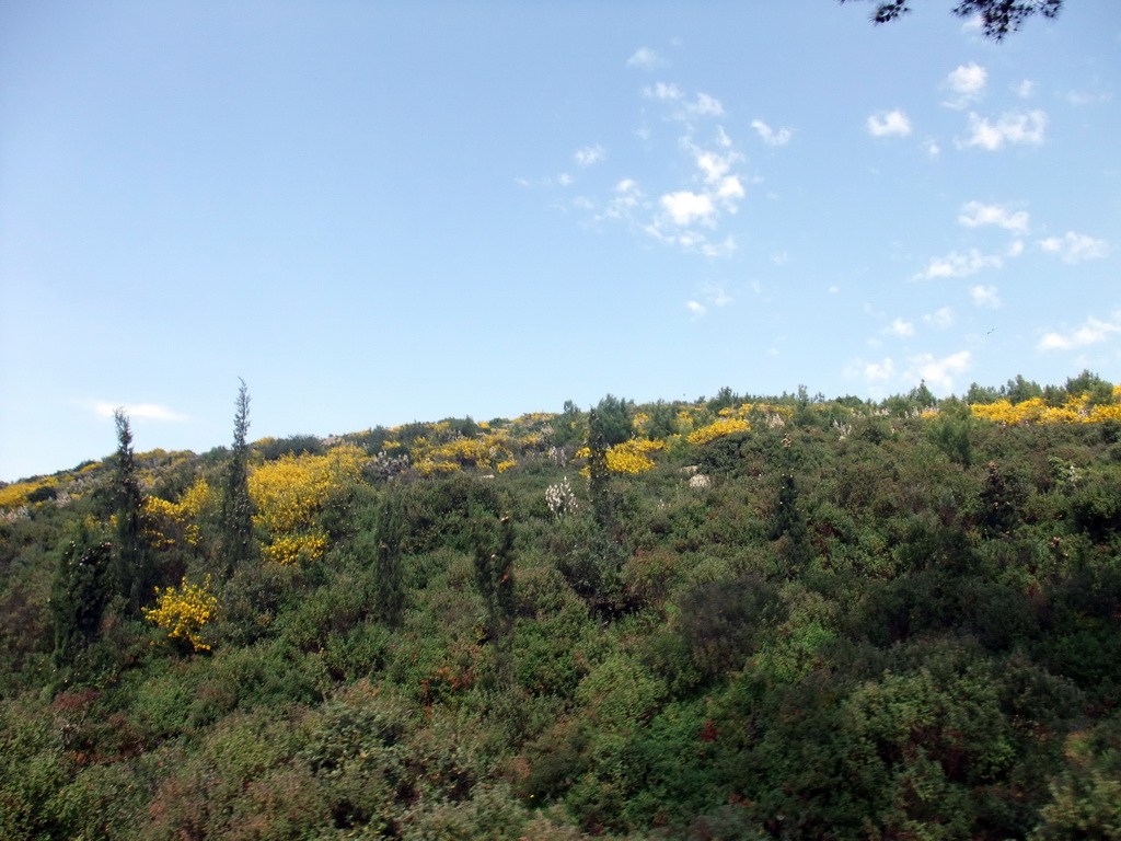 Plants at Heybeliada island