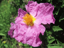 Flower and bee at Heybeliada island