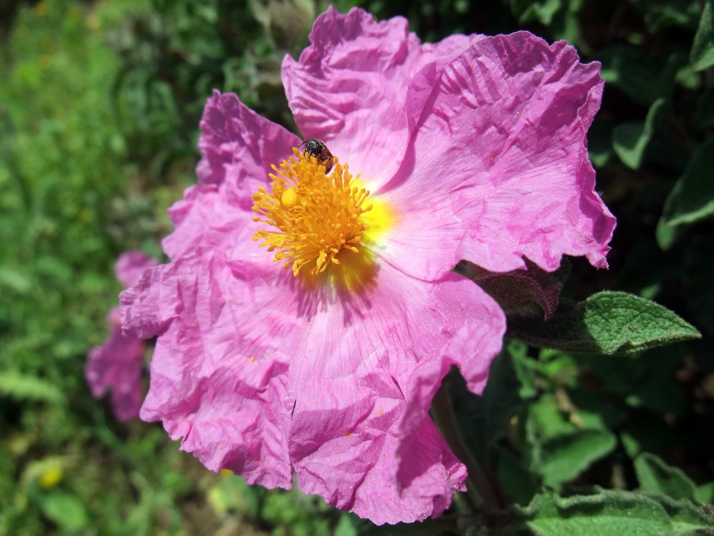 Flower and bee at Heybeliada island