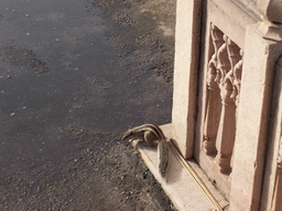 Squirrel on the floor at the City Palace