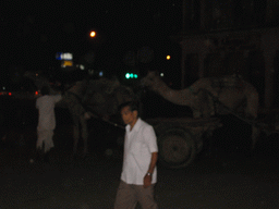 Camels at Bhagwan Das Road, by night