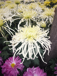 Flowers at Qingming Shanghe Park