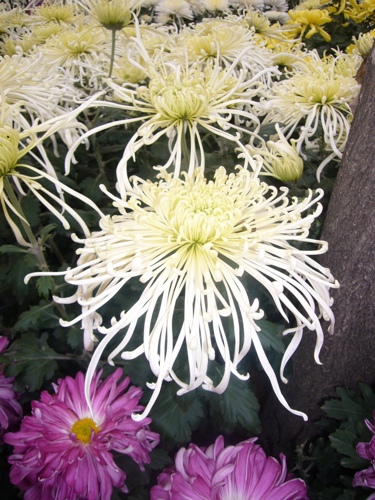 Flowers at Qingming Shanghe Park