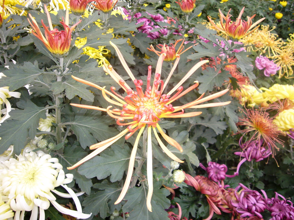 Flowers at Qingming Shanghe Park