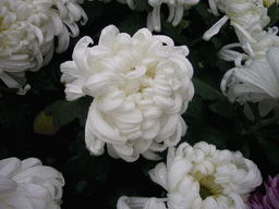 Flowers at Youguo Temple