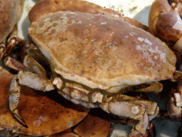 Crabs at the Seafarm restaurant