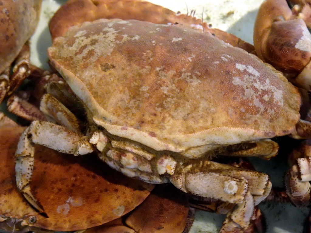 Crabs at the Seafarm restaurant