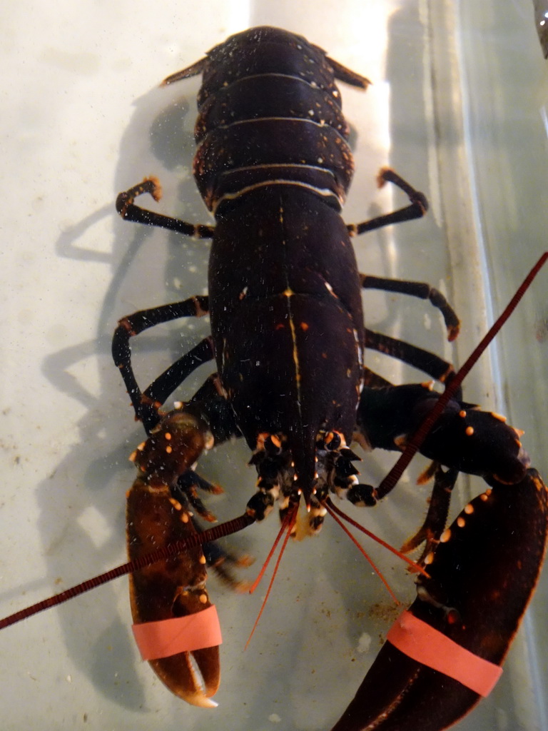 Lobster at the Seafarm restaurant