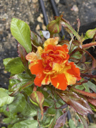 Flower at the nursery garden at the Zeeuwse Oase garden