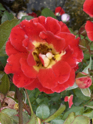 Flower at the nursery garden at the Zeeuwse Oase garden