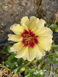 Flower at the nursery garden at the Zeeuwse Oase garden