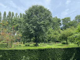 Tree at the Lindenhof garden at the Zeeuwse Oase garden