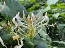 Flower at the Kweekveld garden at the Zeeuwse Oase garden