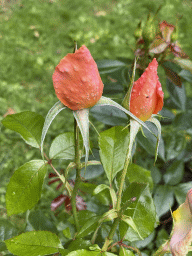 Flowers at the Lindenhof garden at the Zeeuwse Oase garden