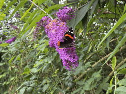 Flower with butterfly at the Lindenhof garden at the Zeeuwse Oase garden