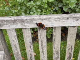 Butterfly at the Lindenhof garden at the Zeeuwse Oase garden