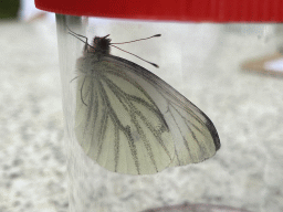 Moth at the terrace of the restaurant of the Zeeuwse Oase garden