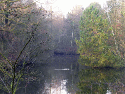 Lake with a duck at the back side of our holiday home at the Center Parcs Kempervennen holiday park