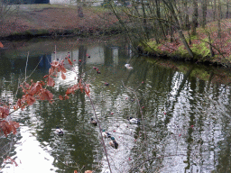 Ducks in the lake at the back side of our holiday home at the Center Parcs Kempervennen holiday park