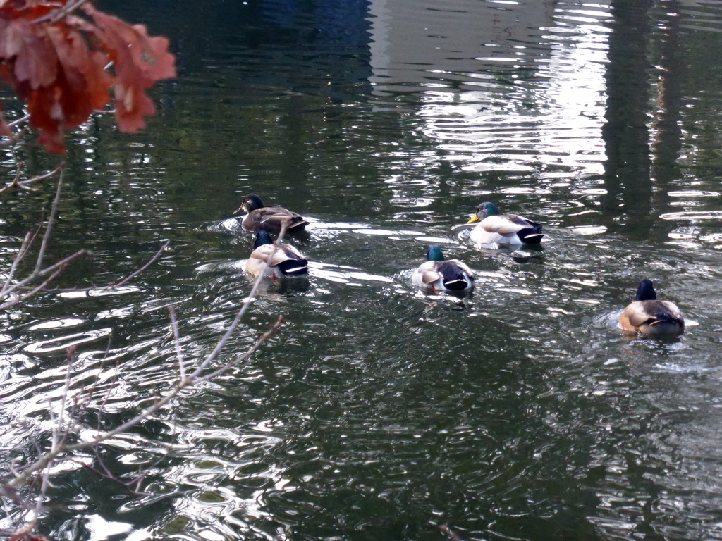 Ducks in the lake at the back side of our holiday home at the Center Parcs Kempervennen holiday park