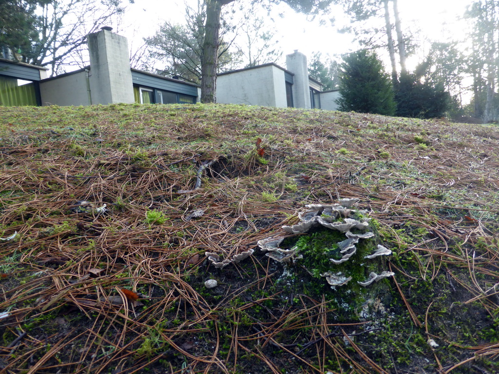 Tree stump with mushrooms at the garden at the back side of our holiday home at the Center Parcs Kempervennen holiday park