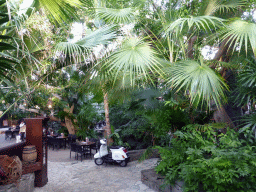 Trees and plants at the Market Dome of the Center Parcs Kempervennen holiday park