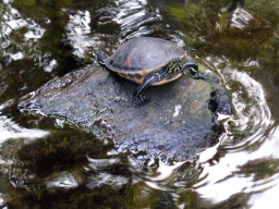 Turtle on a rock at the Market Dome of the Center Parcs Kempervennen holiday park