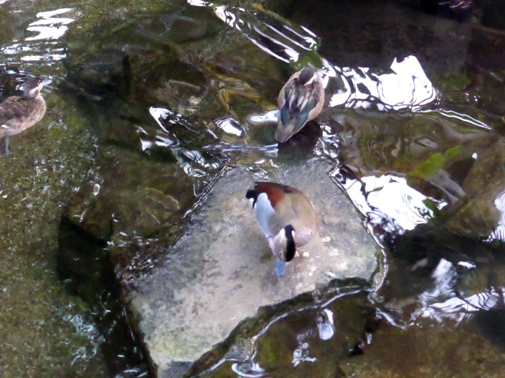 Ducks on a rock at the Market Dome of the Center Parcs Kempervennen holiday park