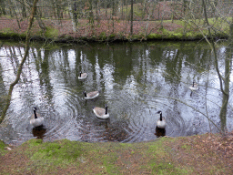 Geese in the lake at the back side of our holiday home at the Center Parcs Kempervennen holiday park