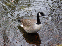 Goose in the lake at the back side of our holiday home at the Center Parcs Kempervennen holiday park