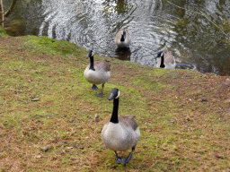 Geese in the garden at the back side of our holiday home at the Center Parcs Kempervennen holiday park