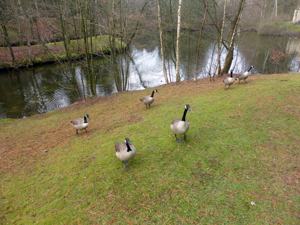 Geese in the garden at the back side of our holiday home at the Center Parcs Kempervennen holiday park