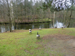 Geese in the garden at the back side of our holiday home at the Center Parcs Kempervennen holiday park