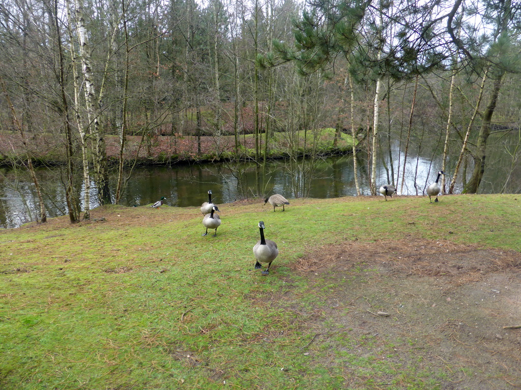 Geese in the garden at the back side of our holiday home at the Center Parcs Kempervennen holiday park
