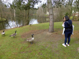 Miaomiao and Max and geese in the garden at the back side of our holiday home at the Center Parcs Kempervennen holiday park