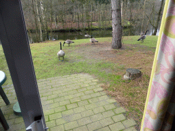 Geese in the garden at the back side of our holiday home at the Center Parcs Kempervennen holiday park, viewed from inside
