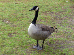 Goose in the garden at the back side of our holiday home at the Center Parcs Kempervennen holiday park