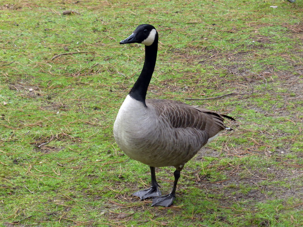 Goose in the garden at the back side of our holiday home at the Center Parcs Kempervennen holiday park