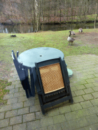 Geese in the garden at the back side of our holiday home at the Center Parcs Kempervennen holiday park, viewed from inside