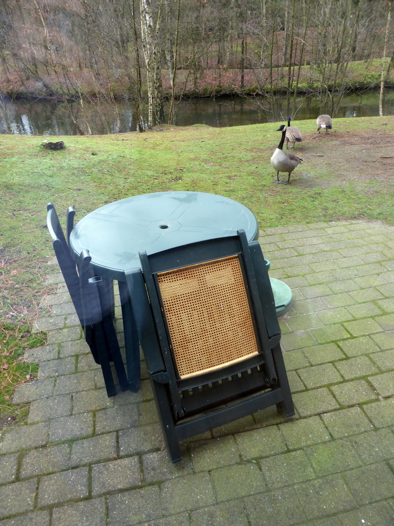 Geese in the garden at the back side of our holiday home at the Center Parcs Kempervennen holiday park, viewed from inside