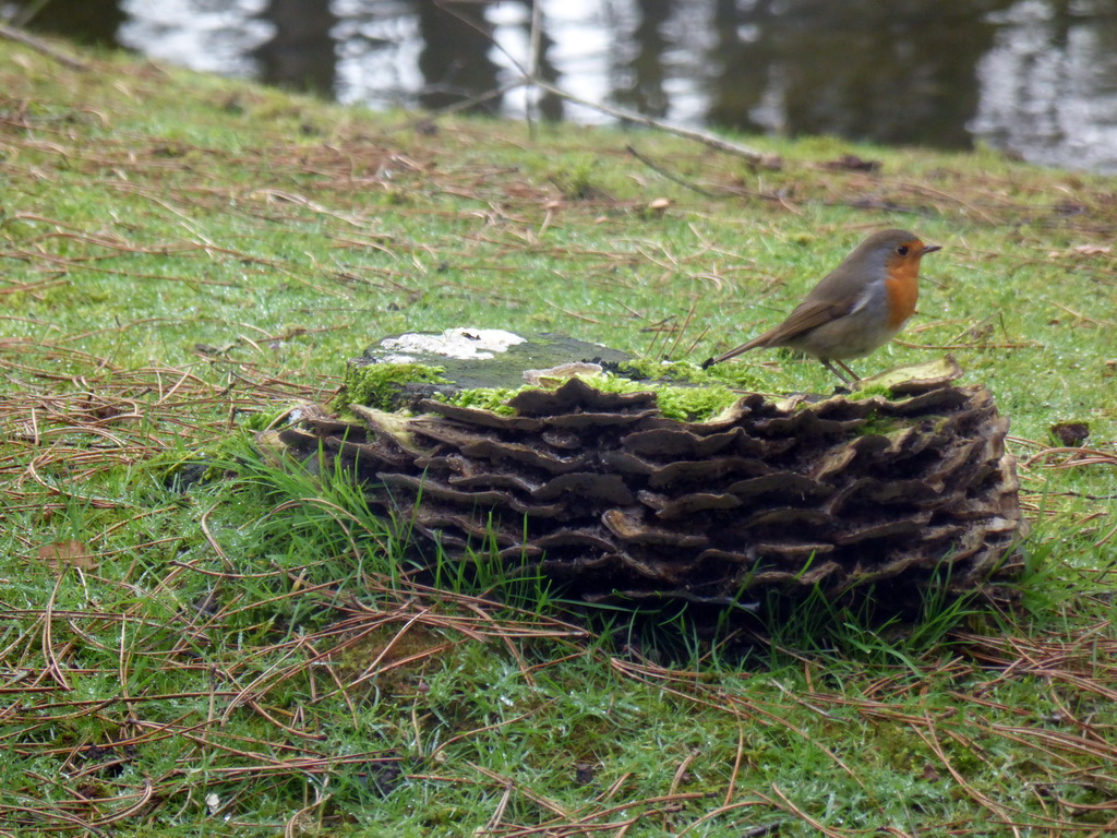 Tree stump with a European Robin in the garden at the back side of our holiday home at the Center Parcs Kempervennen holiday park