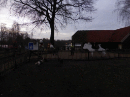 Front of the Petting Zoo at the Center Parcs Kempervennen holiday park, at sunset