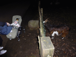 Max in a trolley and a goat at the Petting Zoo at the Center Parcs Kempervennen holiday park, at sunset