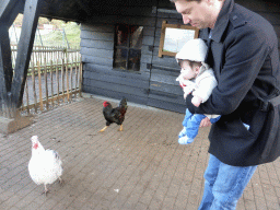 Tim and Max with chickens at the Petting Zoo at the Center Parcs Kempervennen holiday park