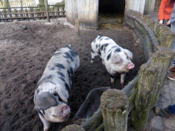 Pigs at the Petting Zoo at the Center Parcs Kempervennen holiday park