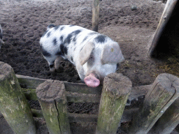 Pig at the Petting Zoo at the Center Parcs Kempervennen holiday park